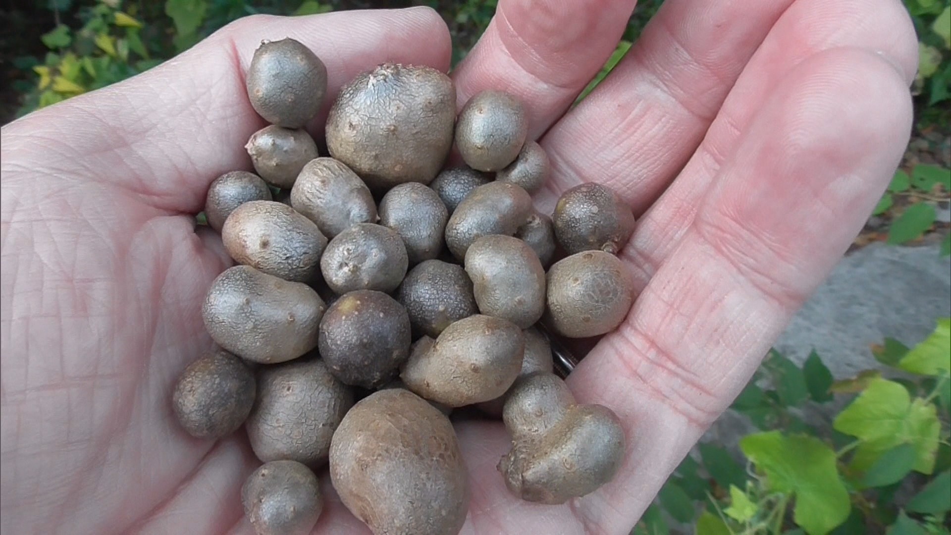 晩秋を彩る黄色いハート ヤマノイモの葉が立冬を告げる 岡山 Ksbニュース Ksb瀬戸内海放送