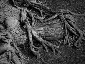 「醜い」自分が嫌いだった私の秘密兵器。いつか爆発させたいな