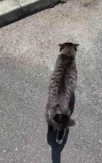 先回りをするまるちゃん（ネコ課長さん提供、Xよりキャプチャ撮影）