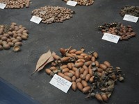 「マテバシイ」は、おいしい（提供：大阪市立自然史博物館）