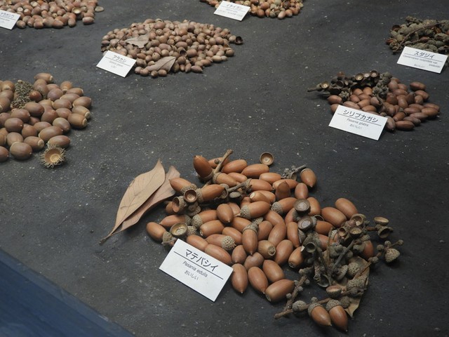 「マテバシイ」は、おいしい（提供：大阪市立自然史博物館）