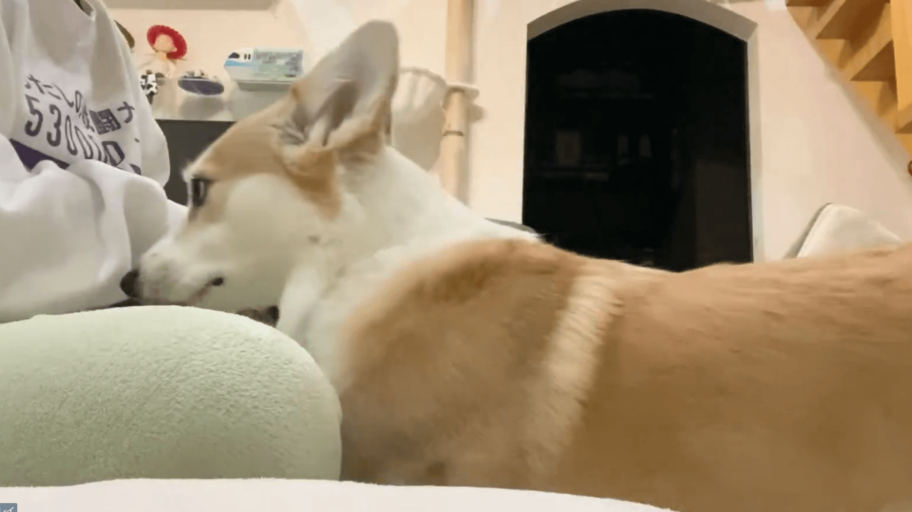 鼻で猫ちゃんを押しのけ、ナデナデを要求するあんずちゃん