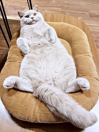 へそ天でまったりくつろぐもめんくん（画像提供：もめんさん）