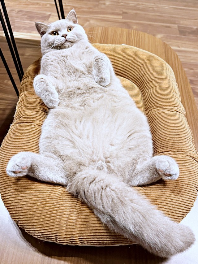 へそ天でまったりくつろぐもめんくん（画像提供：もめんさん）