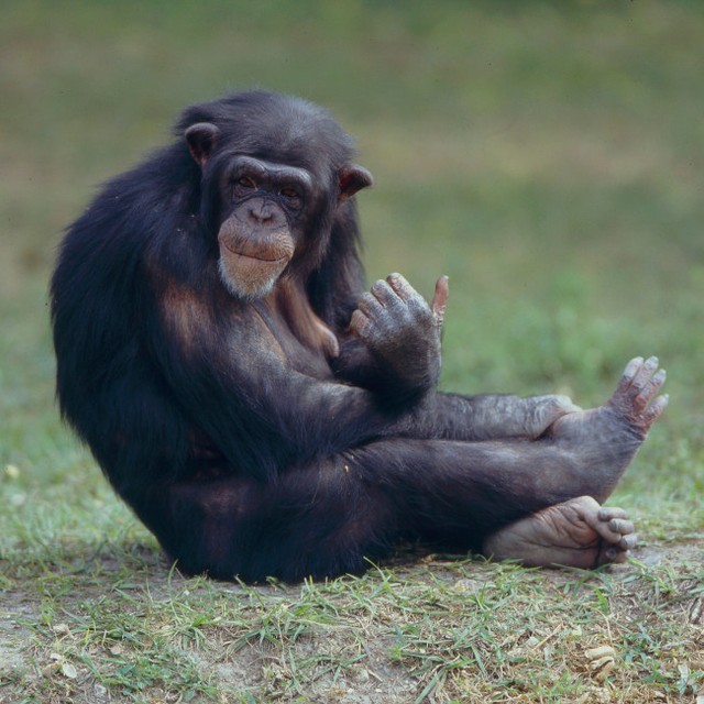 類人猿が「ごっこ遊び」ができることがわかった　※写真はイメージです