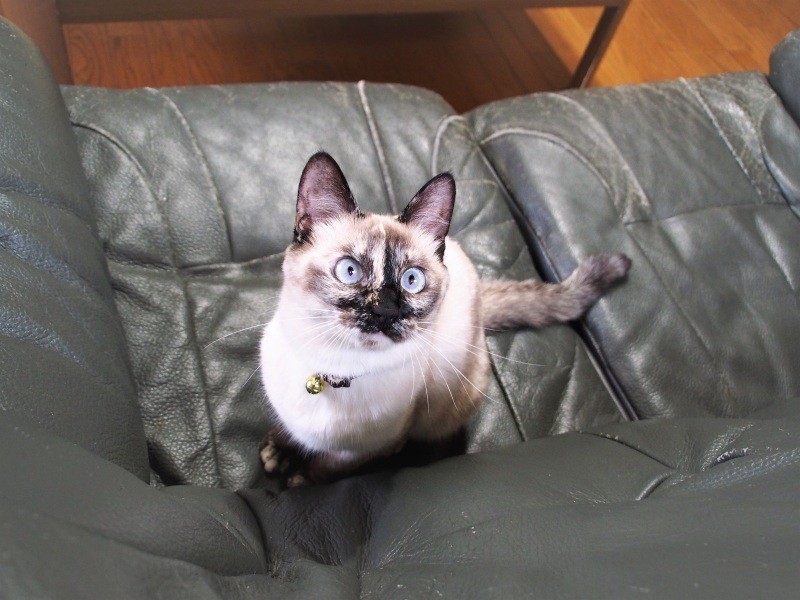 好奇心いっぱいの女の子