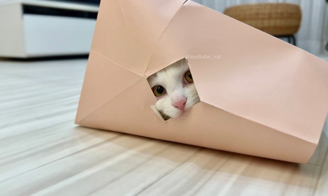 メルちゃんに紙袋を譲ってもらって満足＝めるちょとまおまお（@meltube_cat）さん提供