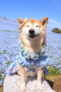 笑顔満点のロコちゃんPart2（提供：柴犬ロコさん）