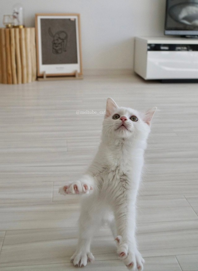 体操選手の偶然の猫 