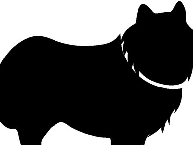 マルチーズなど飼い犬１７匹を置き去り　動物愛護法違反の疑い