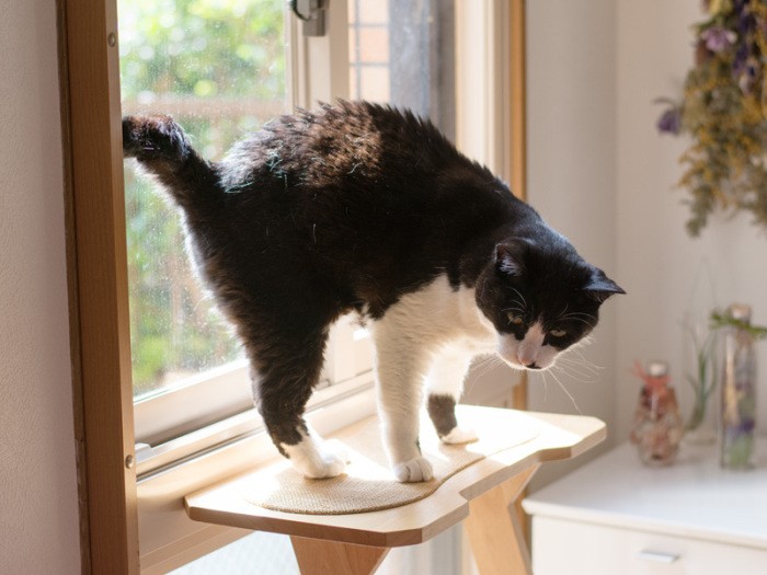 「おばちゃんまた目覚ましを止め忘れてる。ゆっくり寝てられないよ」（小林写函撮影）