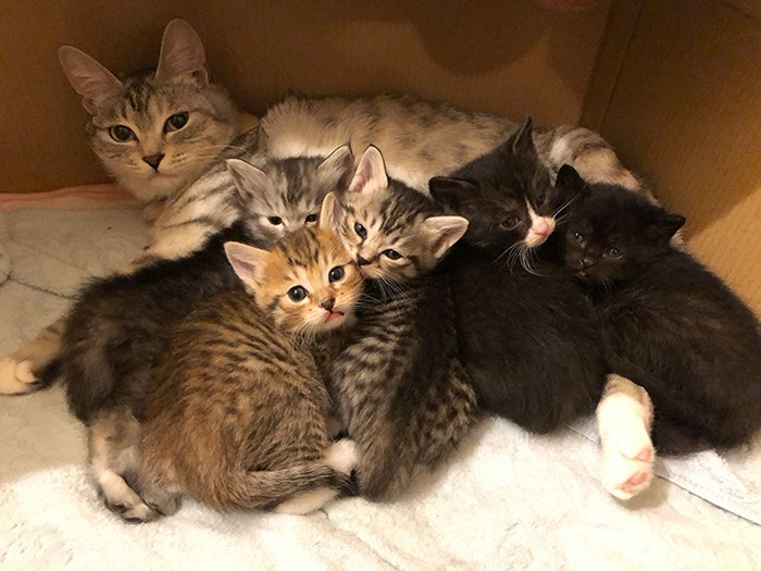 生後１カ月ごろの子猫たち、しっかりしてきました（さわたさん提供）