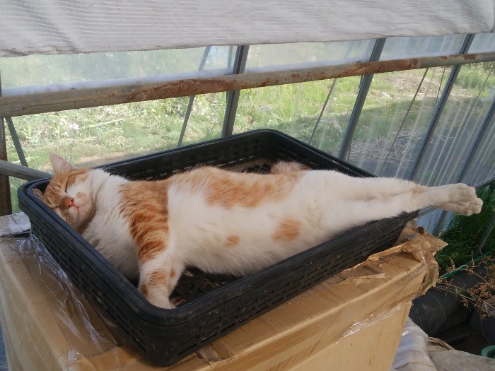 野菜入れでくつろぐ(友さん提供)