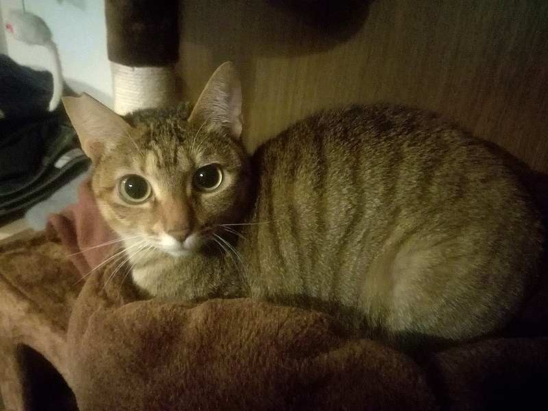 ちょっとお家にも慣れてきたわ