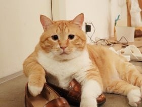 酔った勢いで調子に乗って…　猫のぐっぴーが多義語を解説