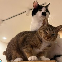 ウインクを送る＝chobihigenekoさん提供
