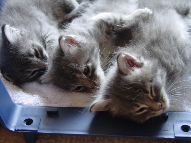 子猫はかわいいですね。