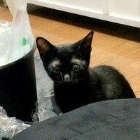 光の加減で白い眉毛が見えます。子猫なのにおじいさんみたい