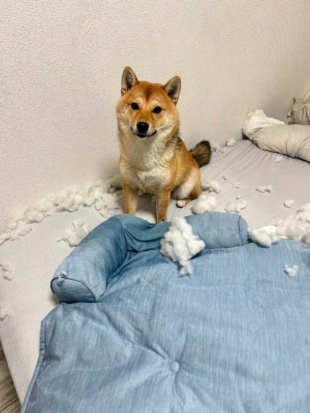 翌朝…ひんやりマットはあわれな姿に…（飼い主さん提供、Instagramよりキャプチャ撮影）
