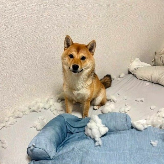 翌朝…ひんやりマットはあわれな姿に…（飼い主さん提供、Instagramよりキャプチャ撮影）