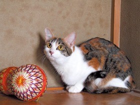 道ばたで拾った子猫　イケメン庭師はひっそり猫を愛でる　