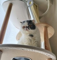 キャットタワーは一段ずつ上る慎重派だった