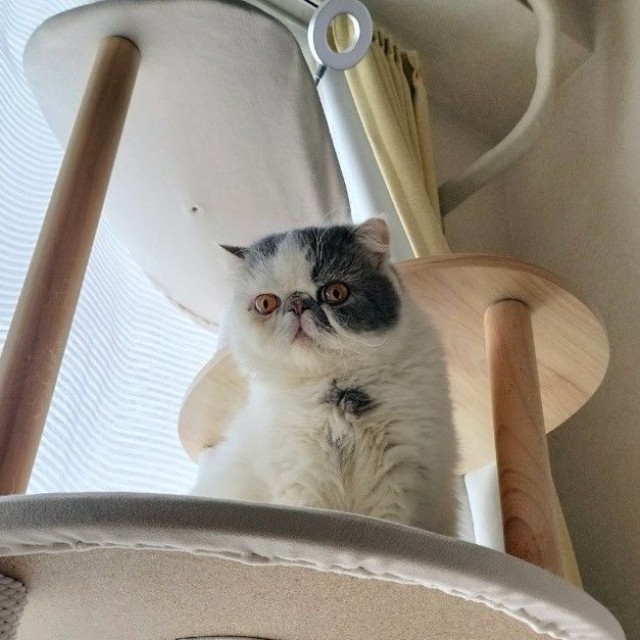 キャットタワーは一段ずつ上る慎重派だった