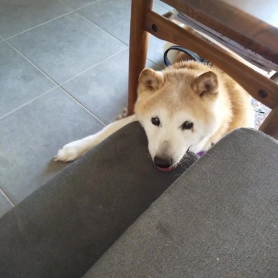 ソファに上ろうとしても先住犬が嫌がると、その下でおとなしくしていたマイペースのノムさん（提供：あすかさん）