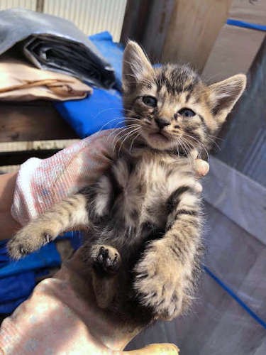 てのひらサイズの棗（保護主さん提供）