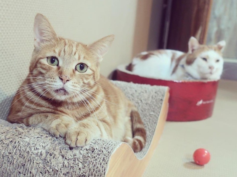 たれ目が可愛い演歌の嫁メロデイ（LOVE & Co.提供）