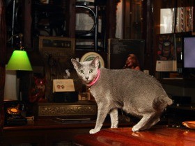 バーのチーママ猫「ミミ」　帰る客に「お見送りゴロン」