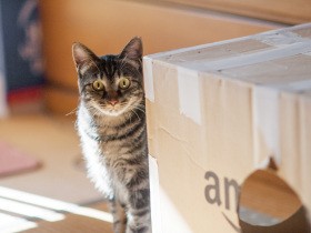 保護した野良猫、飼い主が決まるまで世話すると決めた　すると猫に妊娠の可能性が…