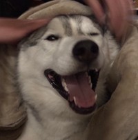 嬉しそうに撫でられるハクくん（提供：ハスキーの珀くんさん）