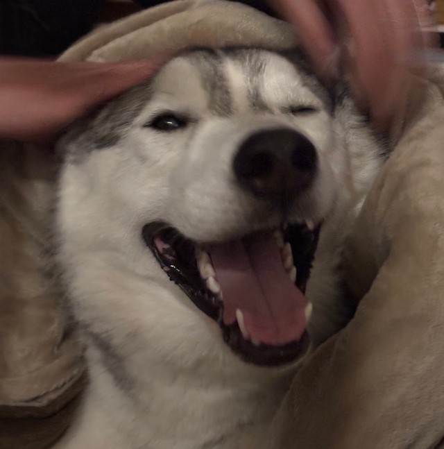 嬉しそうに撫でられるハクくん（提供：ハスキーの珀くんさん）