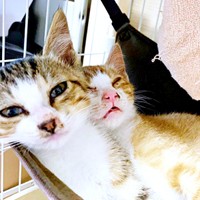 生後推定3カ月、お迎えした頃は猫風をひいていた（手前から）ショコラくん、タルトくん（画像提供：ショコタルさん）
