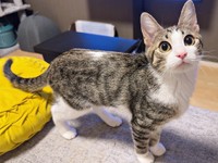 すくすくと美ニャンに成長したにものちゃん（画像提供：にものちゃんねる【保護猫日記】さん）