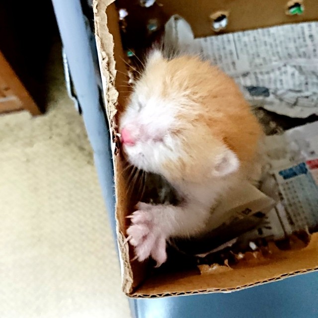 子猫時代のきなこちゃん_すやすやと眠っています（画像提供：きなこさん）