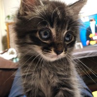 こんな目で見つめられたらたまらない