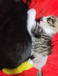 先住猫さんにじゃれるマナちゃん（「ねこ友会」さん提供）