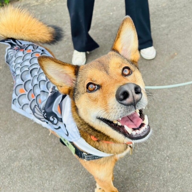 にっこり笑顔を見せながら散歩する小次郎くん（画像提供：みかみと小次郎【公式】さん）