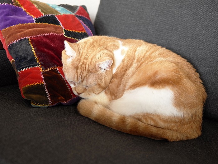 「ひとねむりします」