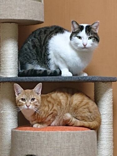 「僕が兄ちゃんだからね」「わかってるよ」（提供写真）