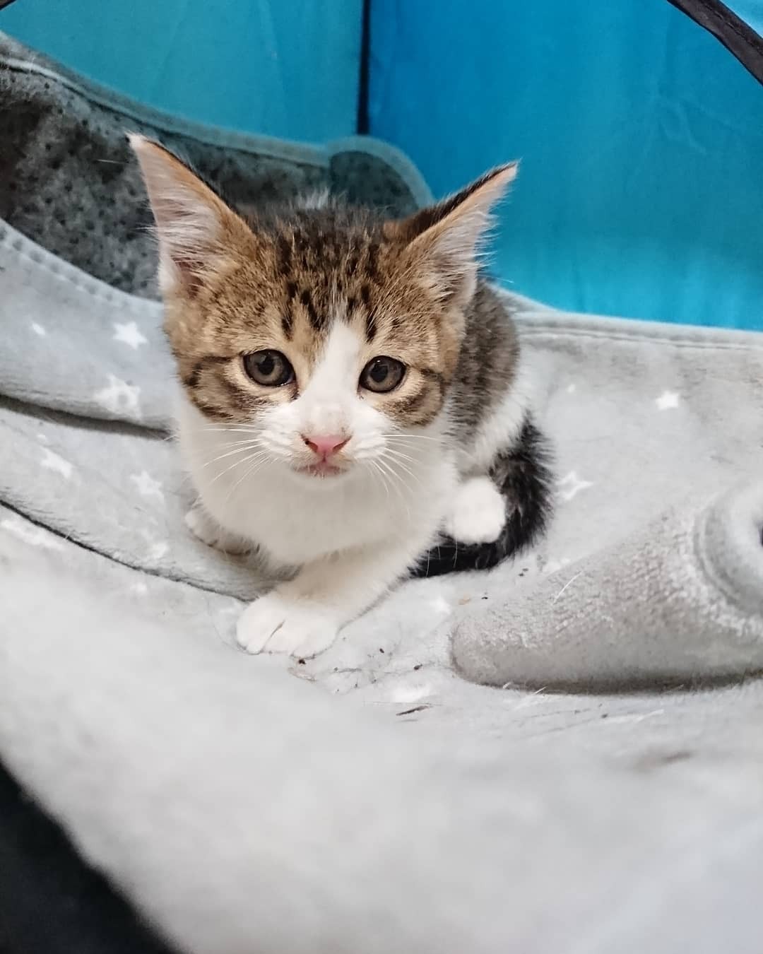 【中古】 子猫を助けたワンコ ゴミ箱の中で溺れかけていた子猫 個人で猫の保護をしている人に叫び声