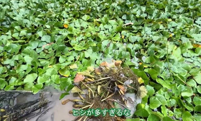 富栄養の環境下で増殖するヒシで一面が覆われるほどに／コミヤさん（@ariake538）提供