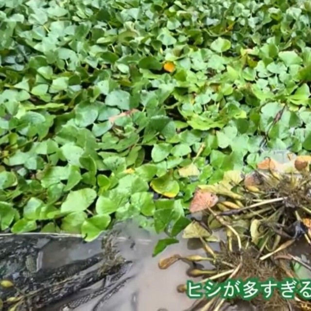 富栄養の環境下で増殖するヒシで一面が覆われるほどに／コミヤさん（@ariake538）提供