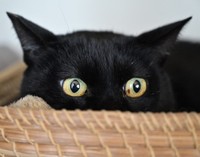 ひょっこりはん