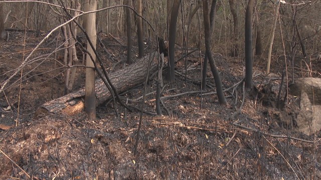 岡山市の山火事　ガスバーナーの火が燃え移ったことが出火原因か