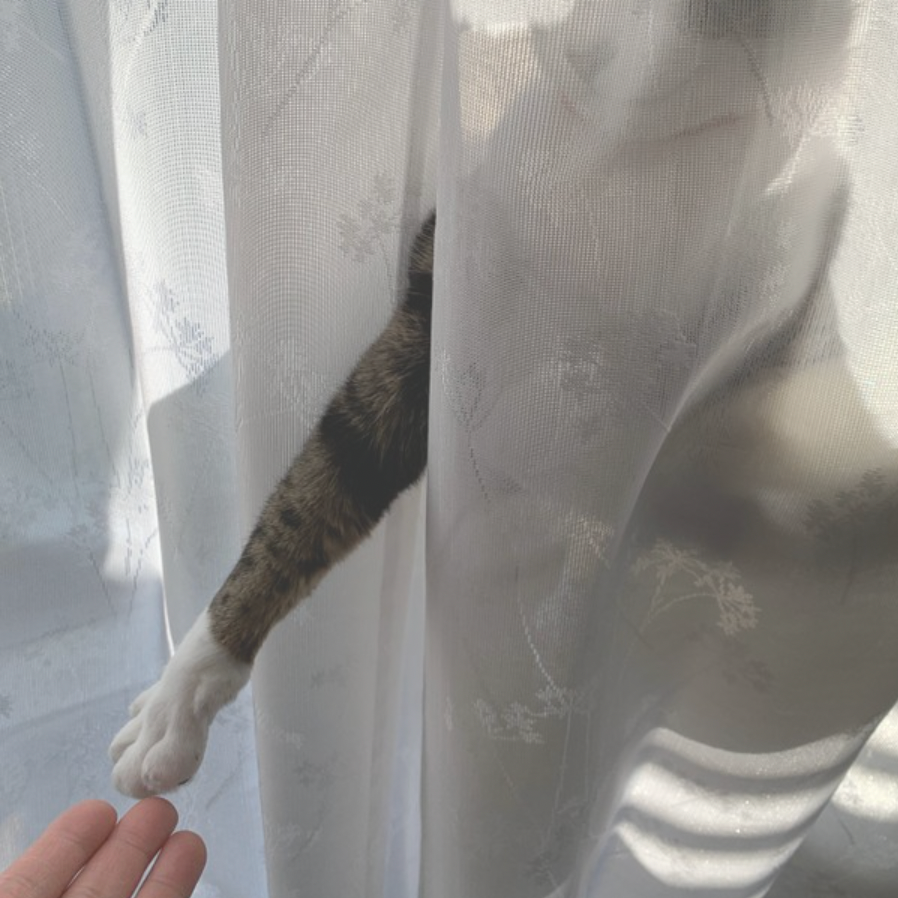 カーテン越しからお手てを出す猫の写真を「塩対応の握手会」だとつぶやいた投稿がTwitter上で話題を集めた（提供写真）