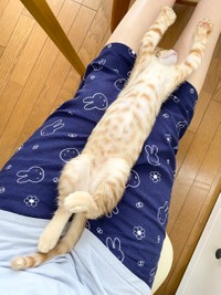 バンザイ寝＝なのぴこ@ちぇるしい（@ChelseaNanonano）さん提供