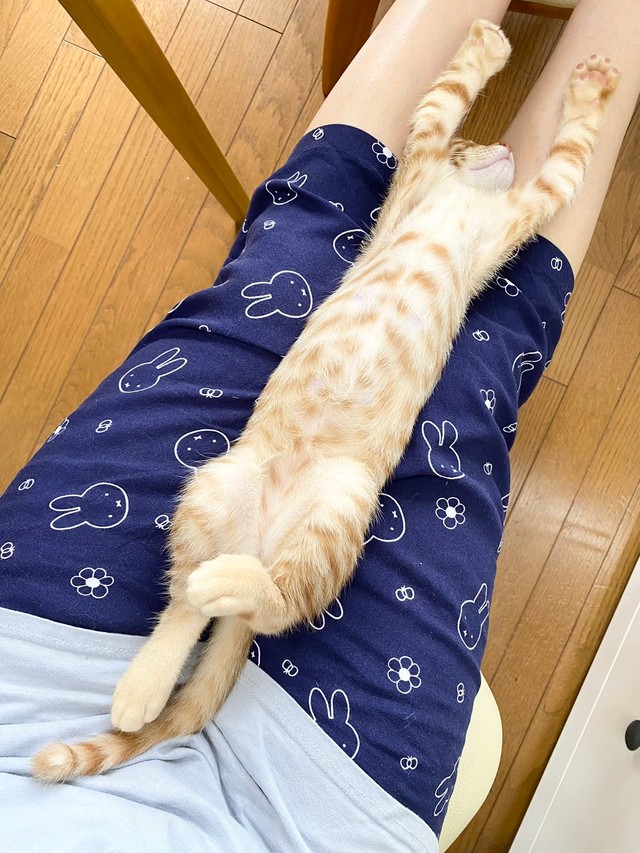 バンザイ寝＝なのぴこ@ちぇるしい（@ChelseaNanonano）さん提供